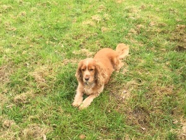 Housesitting assignment in Narre Warren East, Victoria, Australia