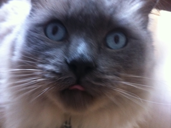 Housesitting assignment in Villach, Austria