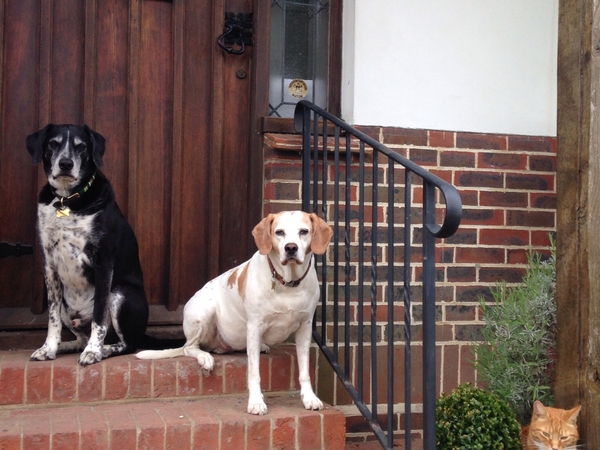 Housesitting assignment in Ditchling, United Kingdom