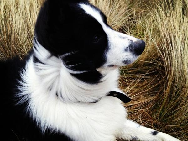 Housesitting assignment in Wigton, United Kingdom