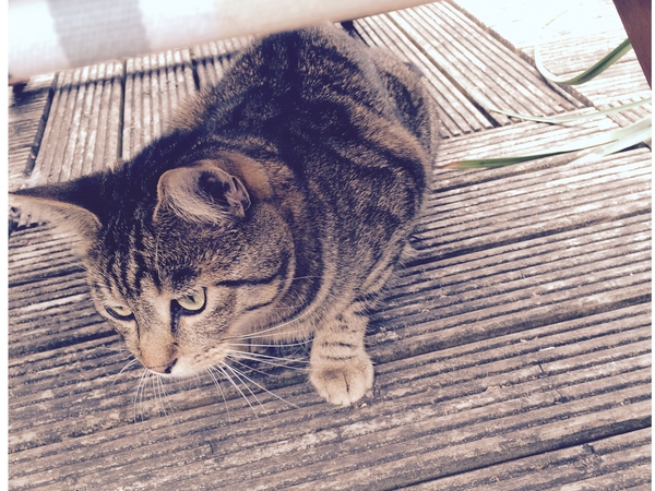 Housesitting assignment in London, United Kingdom