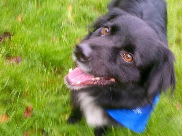 Housesitting assignment in Sandridge, United Kingdom