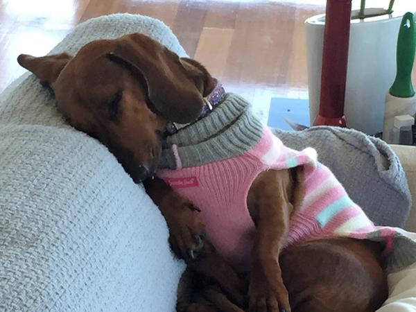 Housesitting assignment in Williamstown North, VIC, Australia