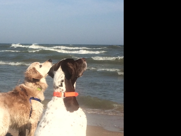 Housesitting assignment in Wausau, Wisconsin, United States