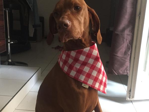 Housesitting assignment in Copenhagen, Denmark