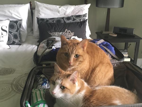 Housesitting assignment in Saskatoon, Saskatchewan, Canada
