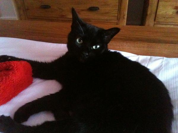 Housesitting assignment in Woburn Sands, United Kingdom