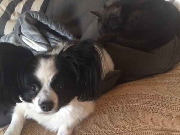 Housesitting assignment in Brampton, Ontario, Canada