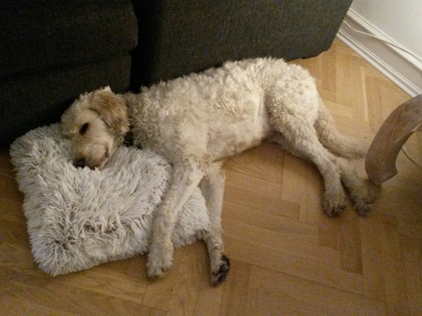 Housesitting assignment in Strandmøllen, Denmark