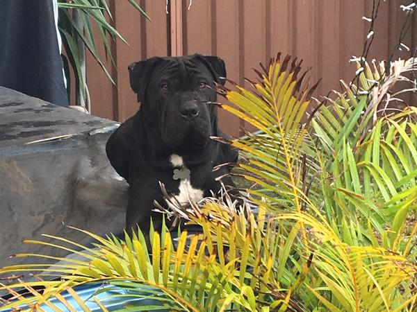 Housesitting assignment in Beverly Hills, New South Wales, Australia