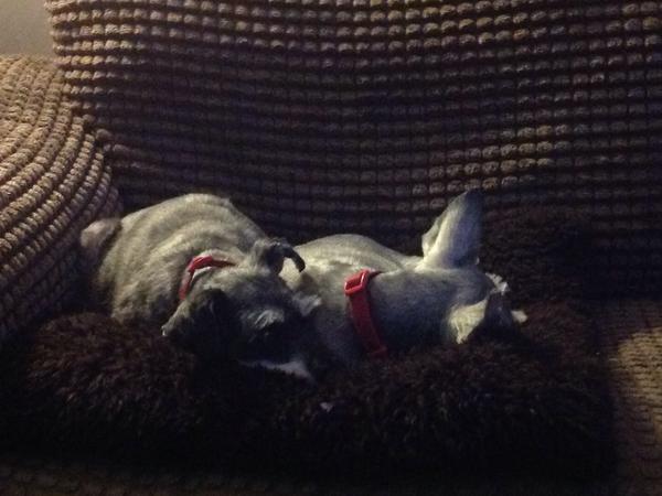 Housesitting assignment in Blackpool, United Kingdom