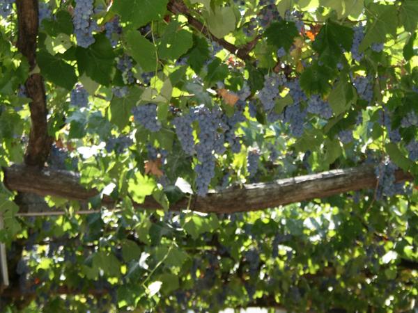 Housesitting assignment in Espinhal, Portugal