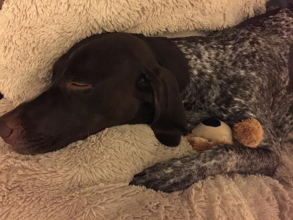 Housesitting assignment in Buckingham, United Kingdom