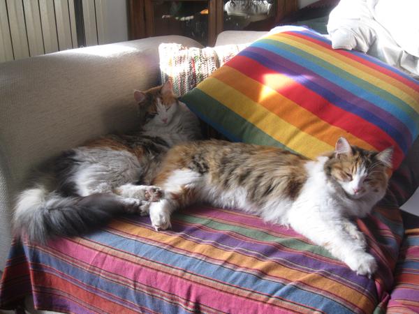 Housesitting assignment in Frascati, Italy