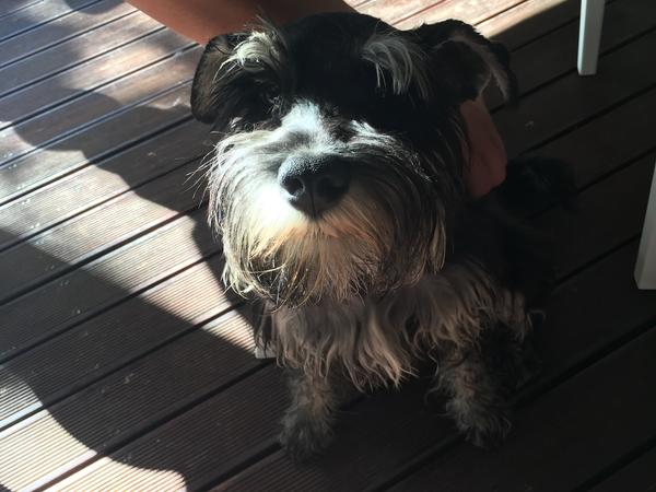 Housesitting assignment in Paarl, South Africa