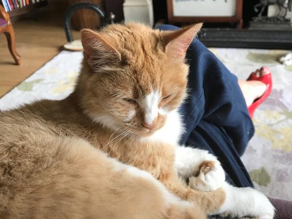 Housesitting assignment in Antrim, United Kingdom
