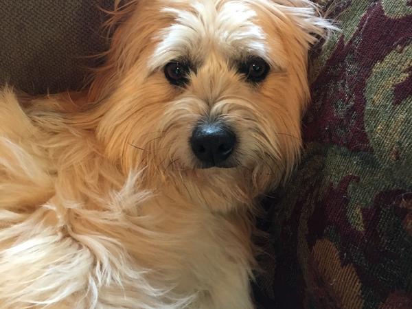 Housesitting assignment in Oakland, California, United States