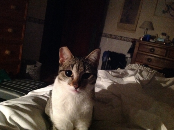 Housesitting assignment in Palmela, Portugal