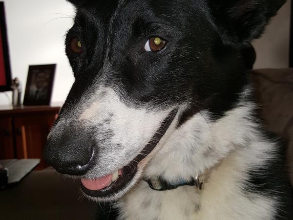 Housesitting assignment in Temora, New South Wales, Australia