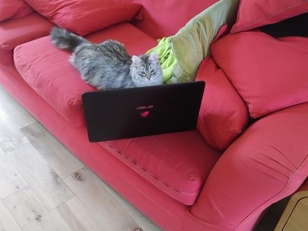 Housesitting assignment in Peterborough, United Kingdom