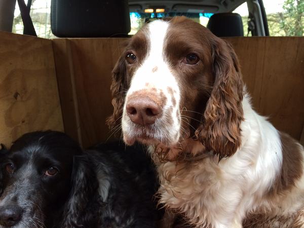 Housesitting assignment in Abergavenny, United Kingdom