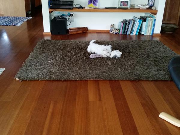 Housesitting assignment in Kerikeri, New Zealand