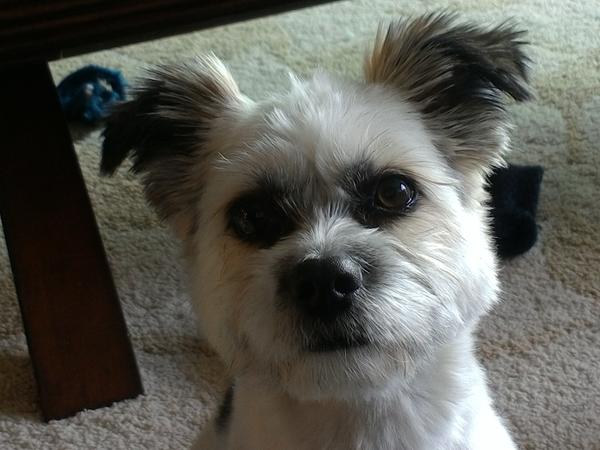 Housesitting assignment in Whitehorse, YT, Canada