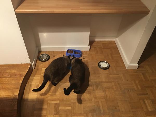 Housesitting assignment in Vitry-sur-Seine, France