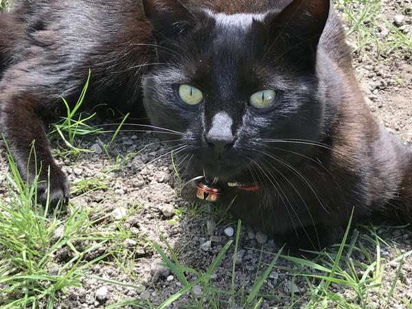 Housesitting assignment in Taupo, New Zealand