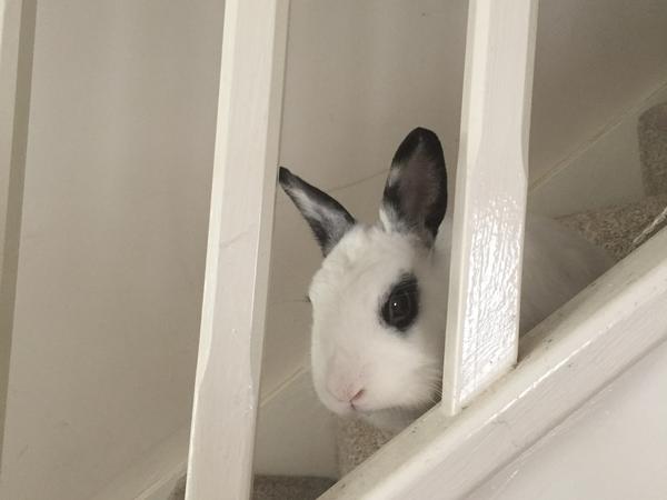 Housesitting assignment in Milton Keynes, United Kingdom