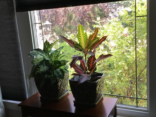 Housesitting assignment in Carstairs, Alberta, Canada