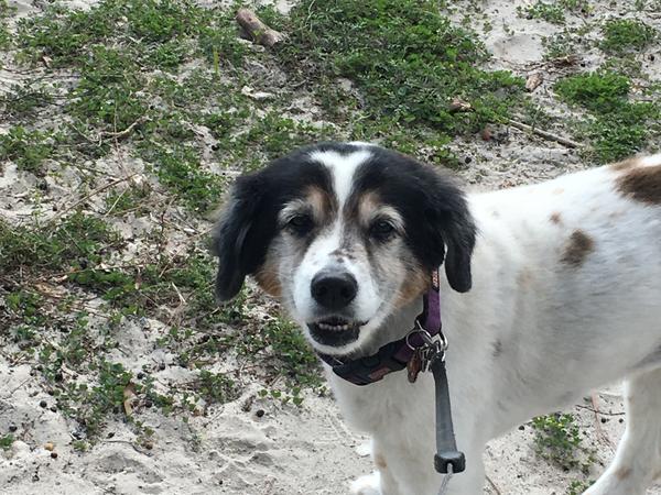 Housesitting assignment in Port Aransas, TX, United States