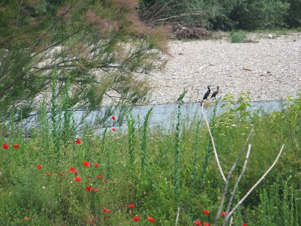 Housesitting assignment in Staroseltsi, Bulgaria