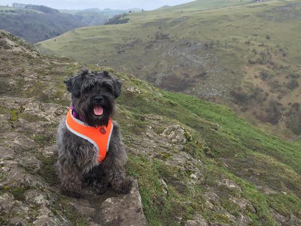 Housesitting assignment in Alfreton, United Kingdom