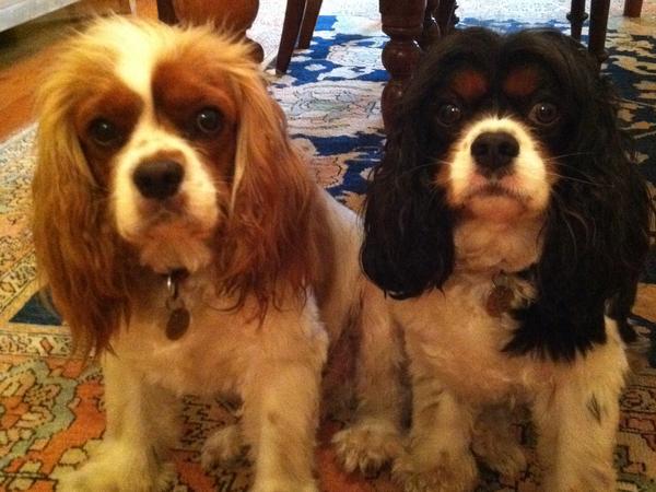 Housesitting assignment in Centennial Park, New South Wales, Australia