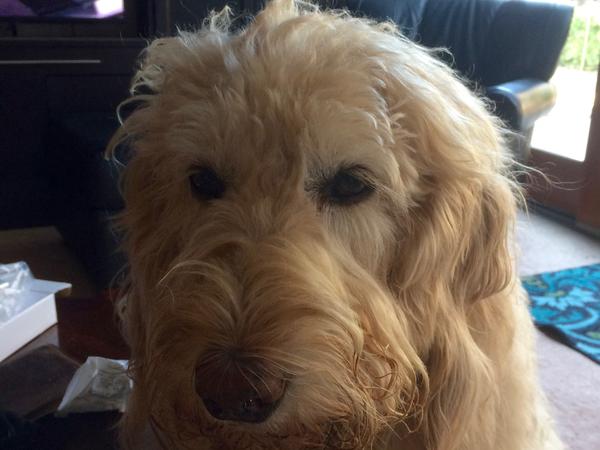 Housesitting assignment in Sacramento, CA, United States