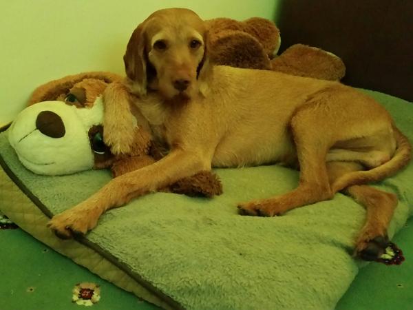 Housesitting assignment in Croxton, United Kingdom