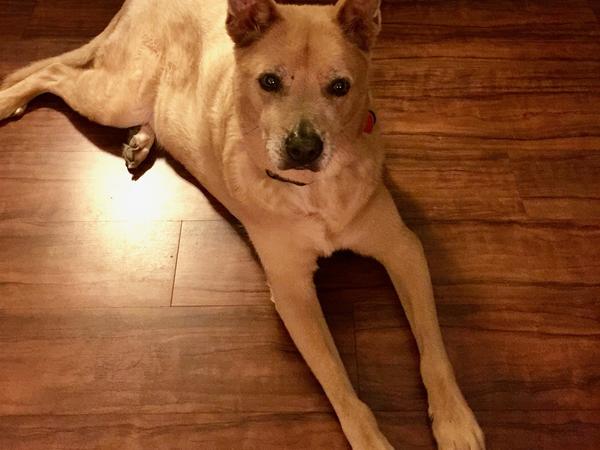 Housesitting assignment in Scottsdale, Arizona, United States