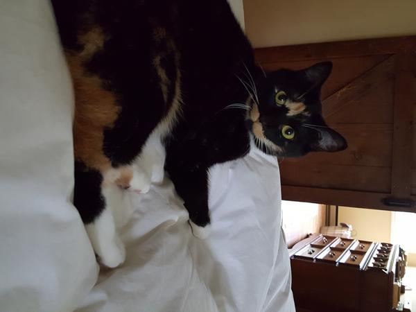 Housesitting assignment in Collingwood, Ontario, Canada