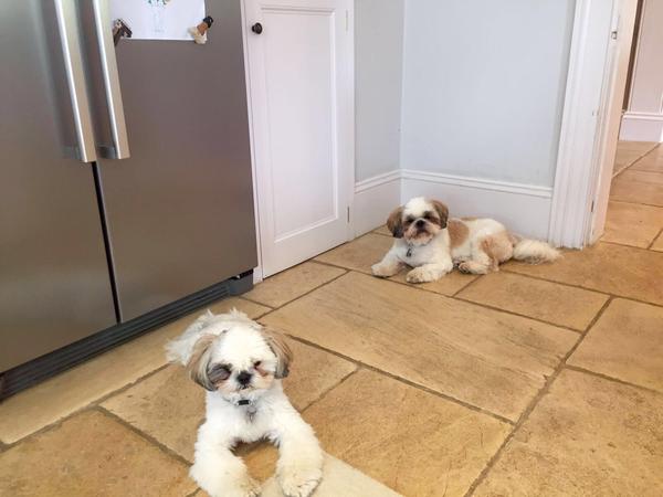 Housesitting assignment in Sonning, United Kingdom