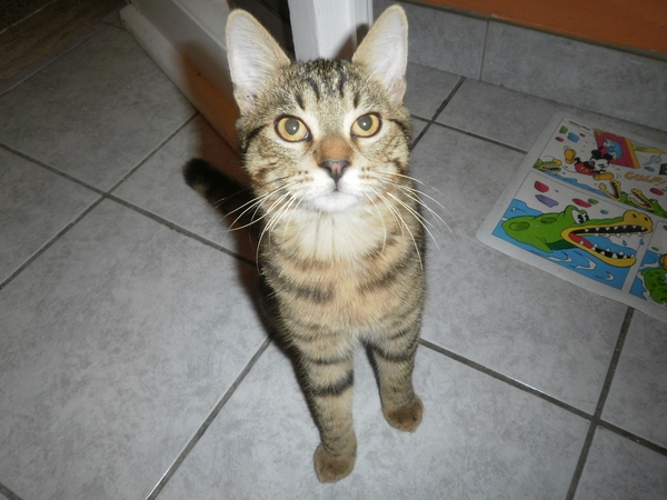 Housesitting assignment in Florence, Italy