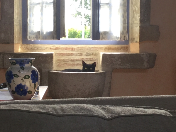 Housesitting assignment in Pau, France