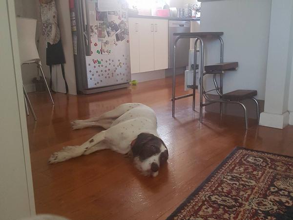 Housesitting assignment in Mooroolbark, VIC, Australia