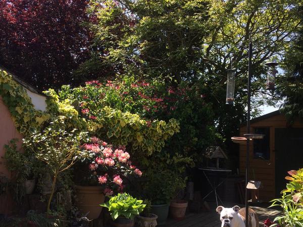 Housesitting assignment in Wethersfield, United Kingdom