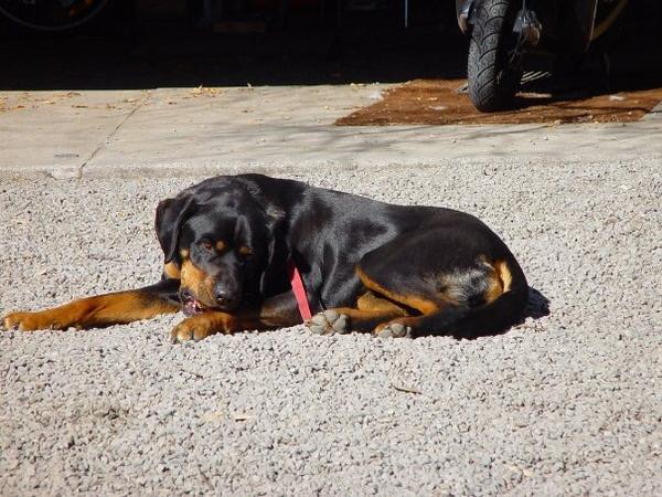 Housesitting assignment in Christchurch, New Zealand