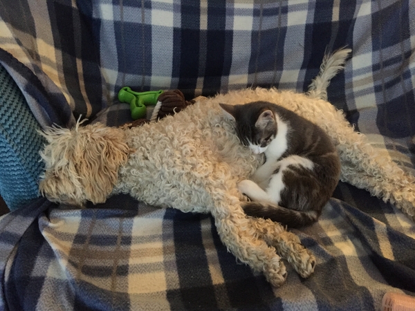 Housesitting assignment in Ditcheat, United Kingdom