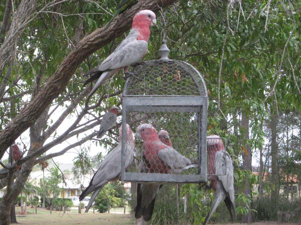 Housesitting assignment in Wellington Point, Queensland, Australia