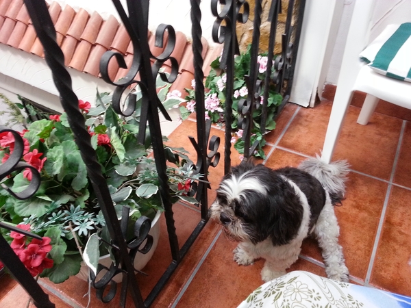 Housesitting assignment in Sant Carles de la Ràpita, Spain