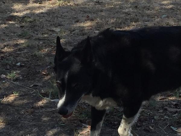 Housesitting assignment in Ballan, Victoria, Australia