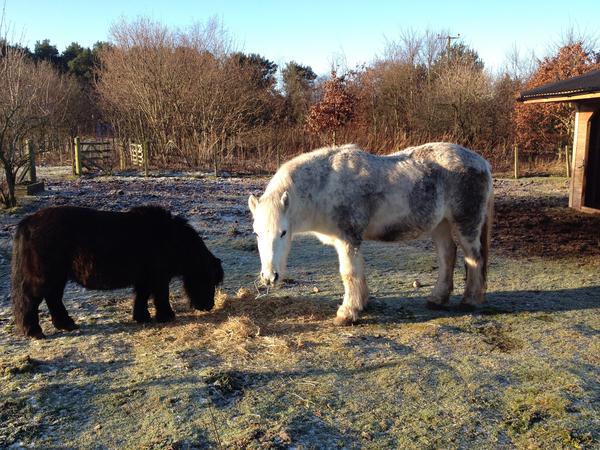 Housesitting assignment in Ladybank, United Kingdom
